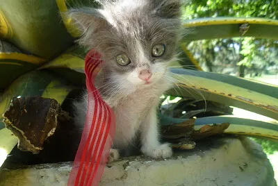 RESCATADA