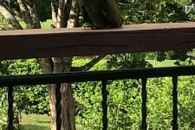 Loro