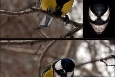 meme do venom com o bem-te-vi