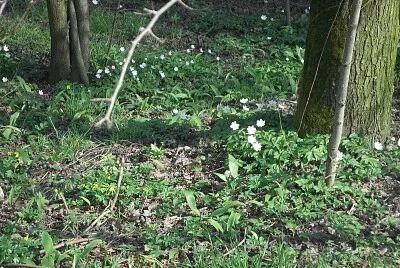 fiori sottobosco jigsaw puzzle