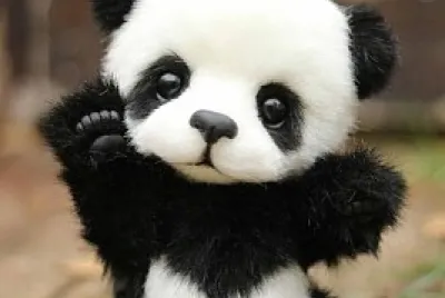 Un lindo panda bebe jigsaw puzzle