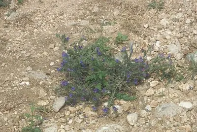 fiori sul monte orfano