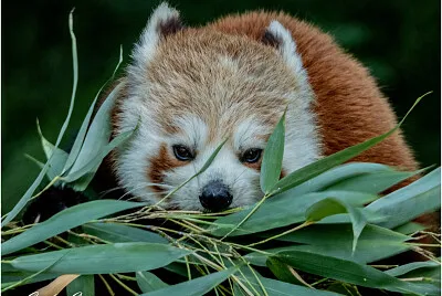 zoo di pastrengo jigsaw puzzle
