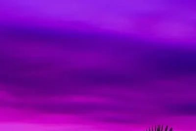 Palm Leaves and Purple Sky