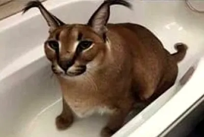 floppa cat