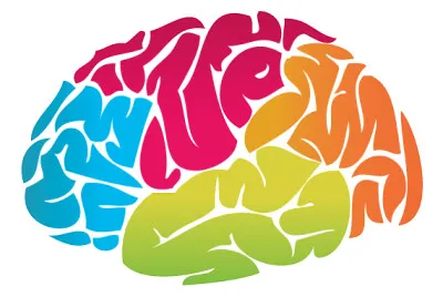 brain