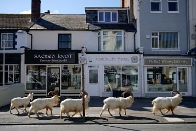 Wild goats on street