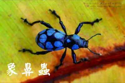 昆蟲