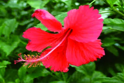 פאזל של 花賞