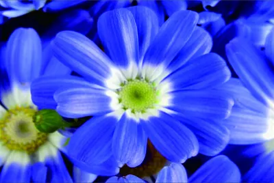 花賞
