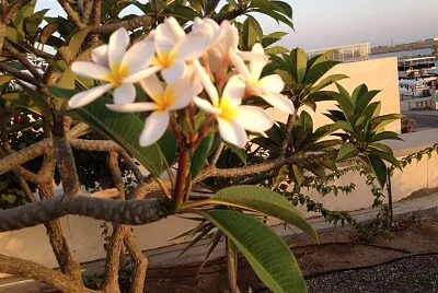 פאזל של nature