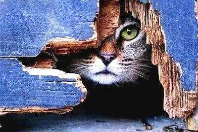 gato