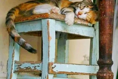 gato