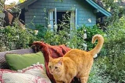 gato
