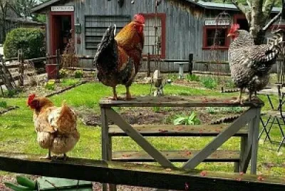 GRANJA