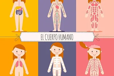 El cuerpo humano