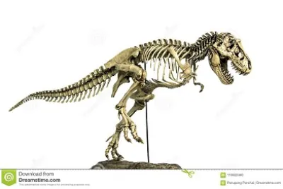 scheletro tirannosauro