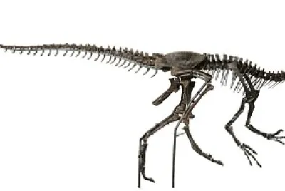 scheletro allosauro