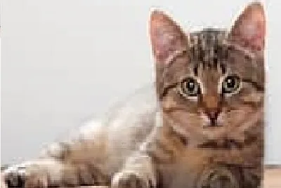 Lil Grey Tabby