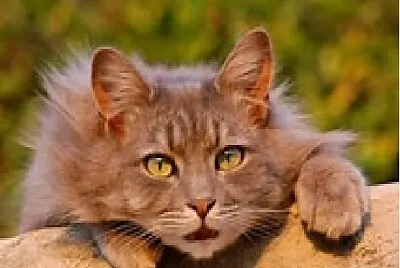 Fluffy Kitty jigsaw puzzle