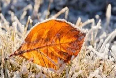 Alaska Leaf