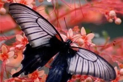 פאזל של papillon fleur