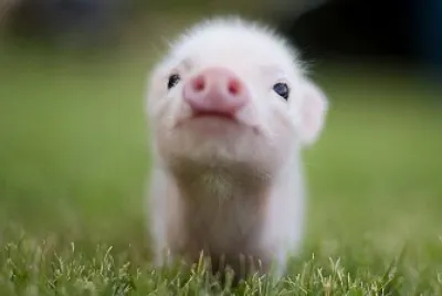 Un lindo cerdito
