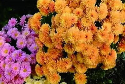 פאזל של 花賞
