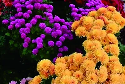 פאזל של 花賞