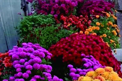 פאזל של 花賞