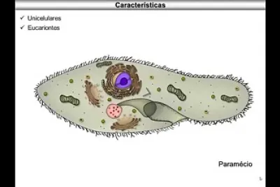 protozoario jigsaw puzzle