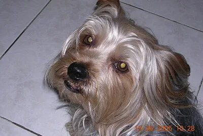 Pupi