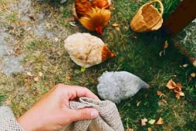 animales