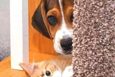 animales