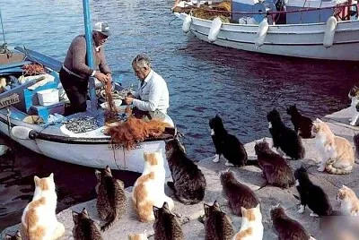 Cats and fishermen