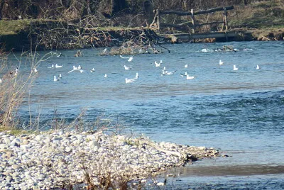 gabbiani nel fiume