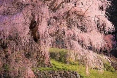 פאזל של Cerezo