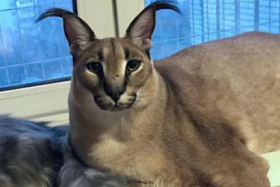 floppa cat