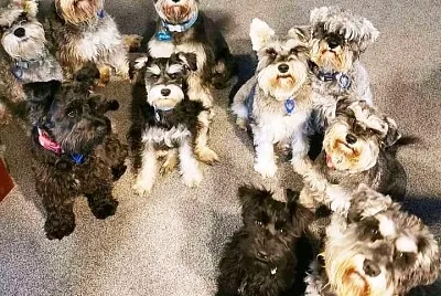 perros