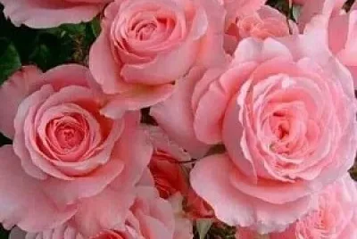 פאזל של Rosas