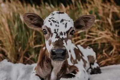 Animales 