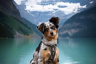 Perro