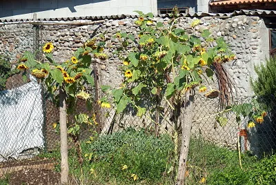 girasoli stanchi