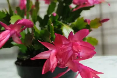 פאזל של Flor