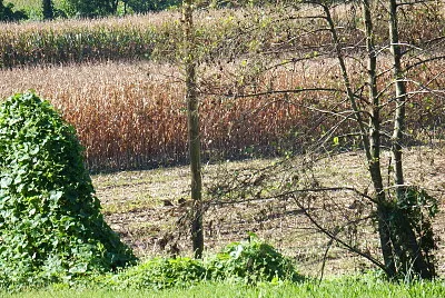 granoturco da raccogliere