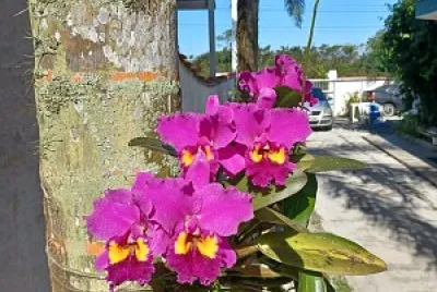 Orquidea Pousada Luar de Boracéia 2