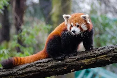 Red panda jigsaw puzzle