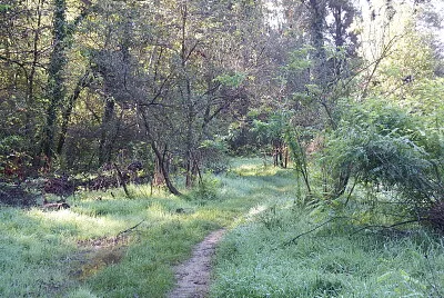 i passaggi nel bosco