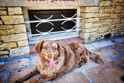 Chien