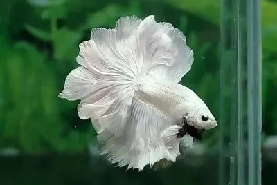 PEIXE